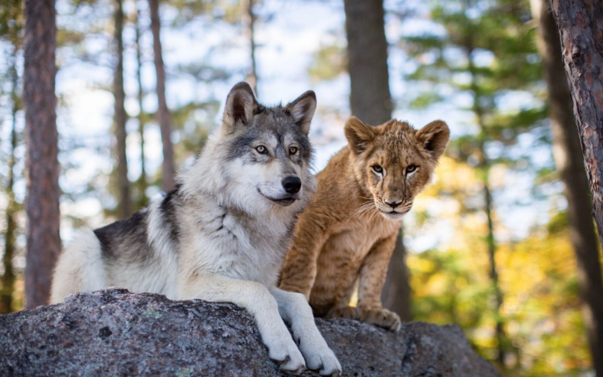 IL LUPO E IL LEONE